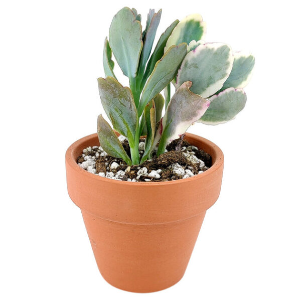 Lavender Scallops Kalanchoe - Image 7