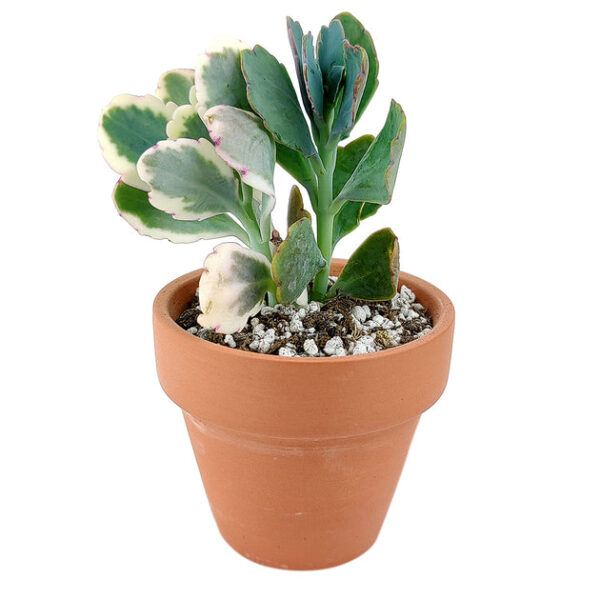 Lavender Scallops Kalanchoe - Image 3