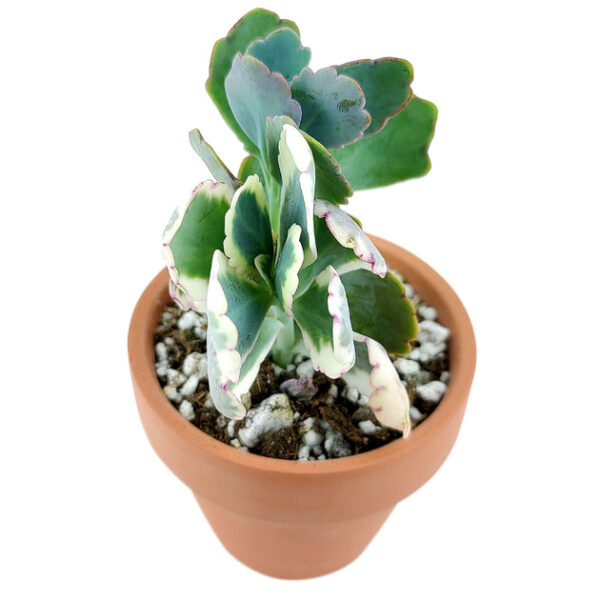 Lavender Scallops Kalanchoe - Image 6
