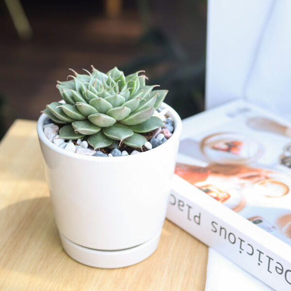6 inch White Minimalist Pot with Saucer - Image 8