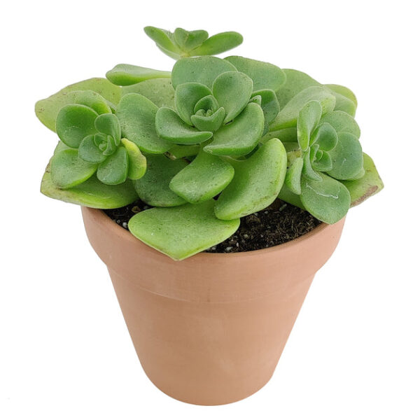 Aeonium Lily Pad Rosettes - Image 3