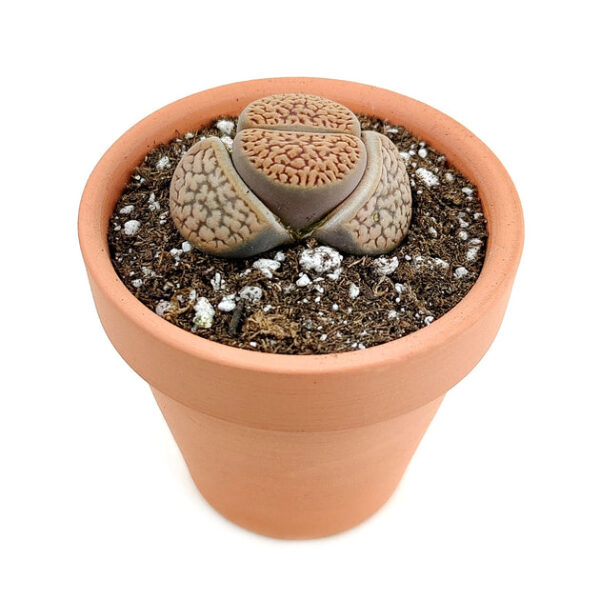 Lithops Living Stones Live Cactus - Image 4
