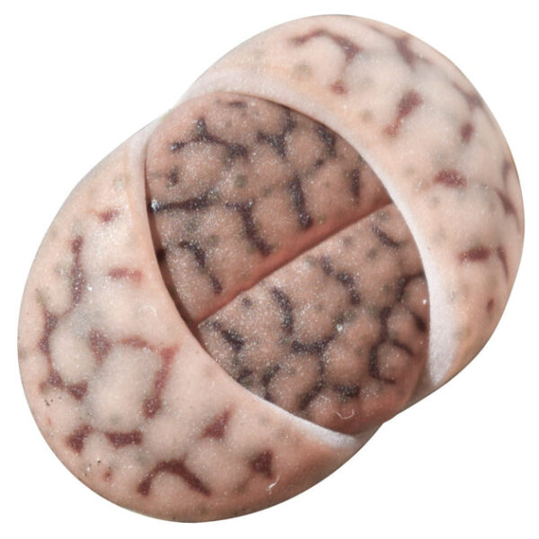 Lithops Living Stones Live Cactus - Image 3