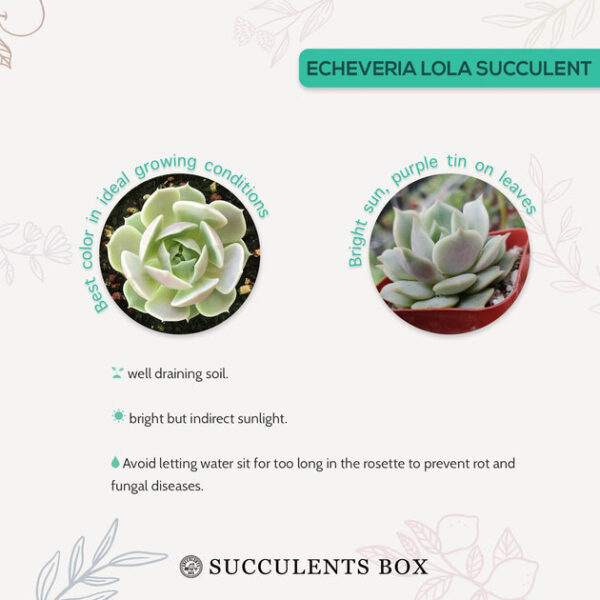 Echeveria Lola Succulent - Image 9