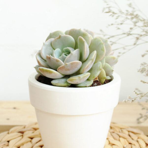 Echeveria Lola Succulent - Image 6