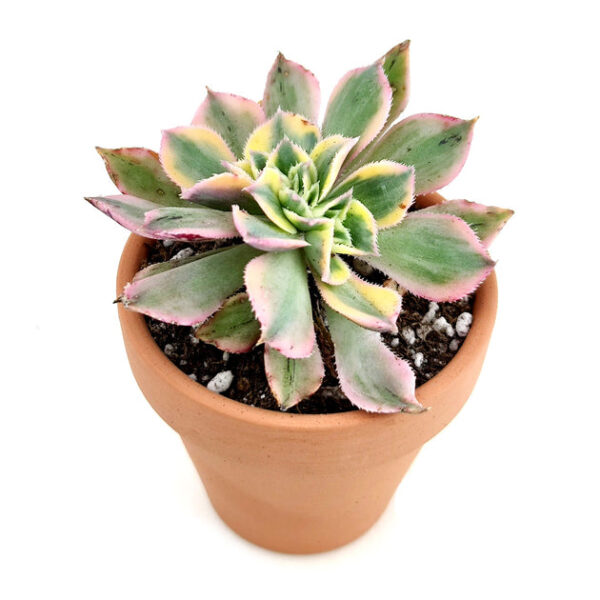Aeonium Luteovariegatum - Image 2