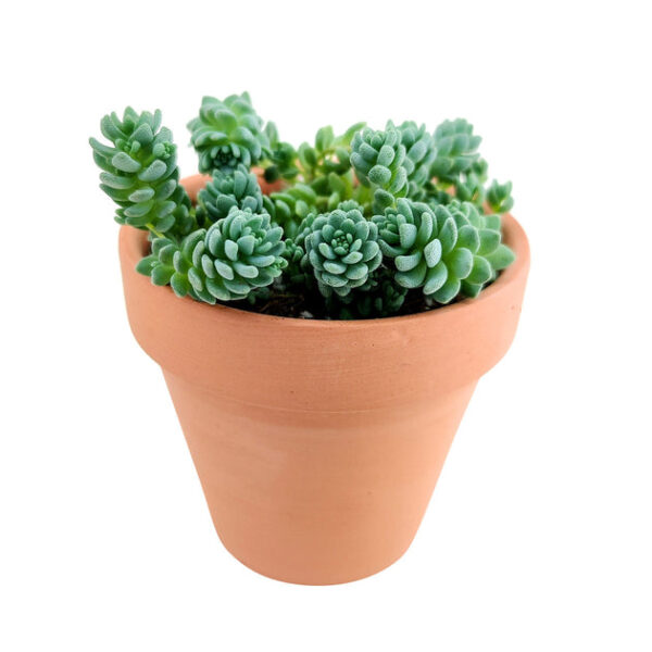 Sedum Major Succulent - Image 9