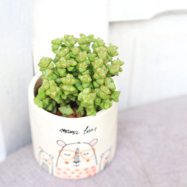 Mama Bear Pot - Image 3