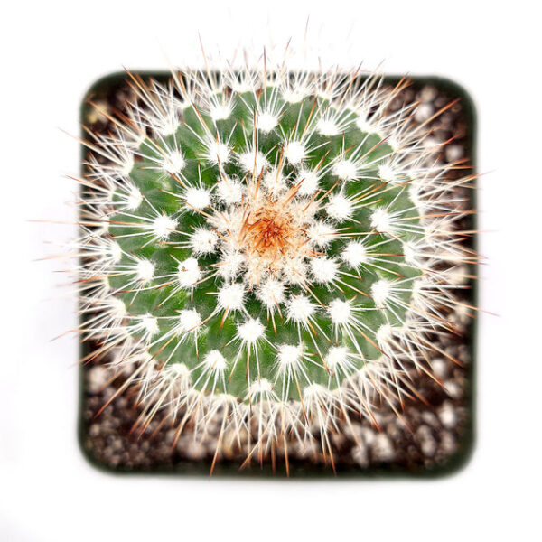 Mammillaria Spinosissima Cactus - Image 5