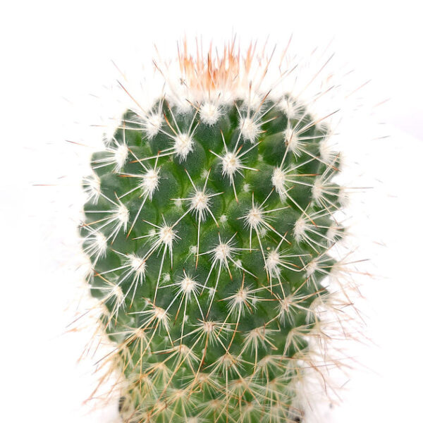 Mammillaria Spinosissima Cactus - Image 4