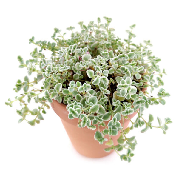 Sedum Little Missy Succulent - Image 5
