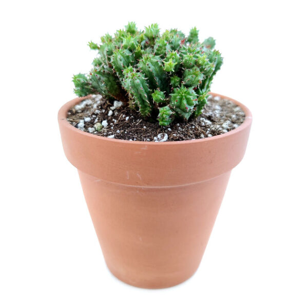 Euphorbia Monstrose Cactus - Image 2