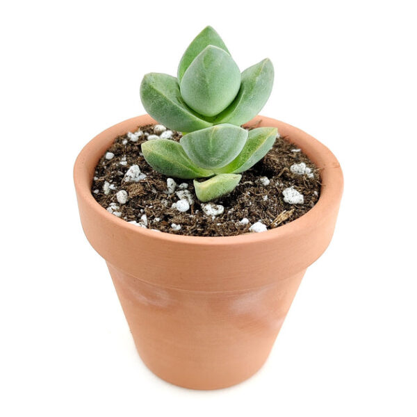 Crassula Moonglow Succulent - Image 5