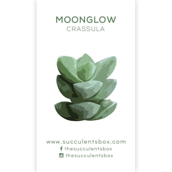 Crassula Succulent ID Cards - Image 2