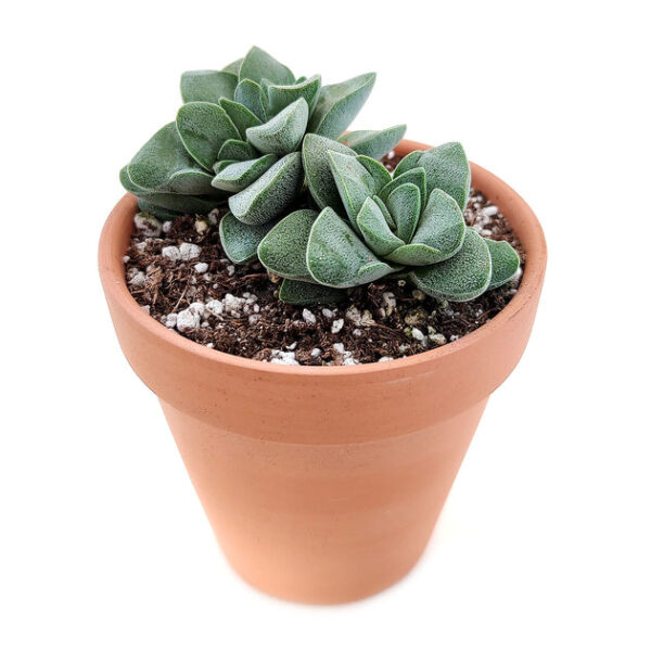 Crassula Morgan hybrid w. Silver Springtime - Image 4