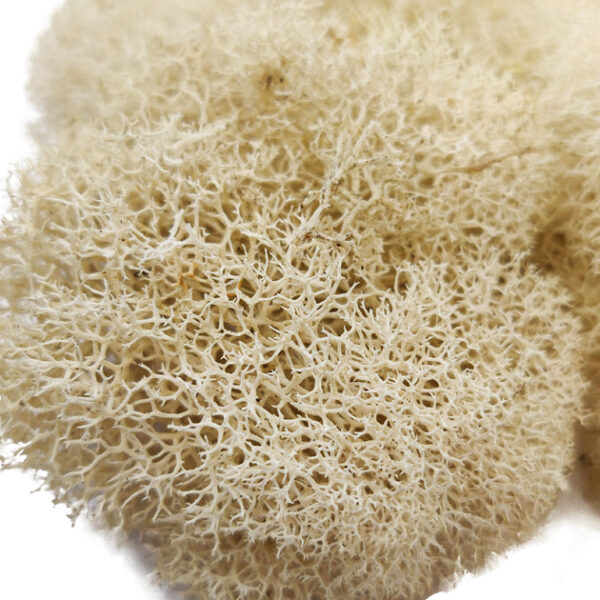 Natural Preserved Reindeer Moss - Image 3
