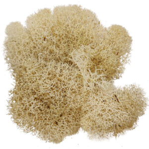 Natural Preserved Reindeer Moss