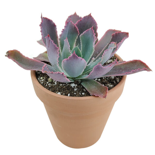 Echeveria Neon Breaker - Image 5