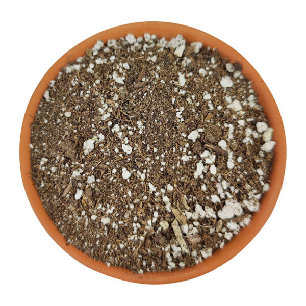 Succulent Potting Soil