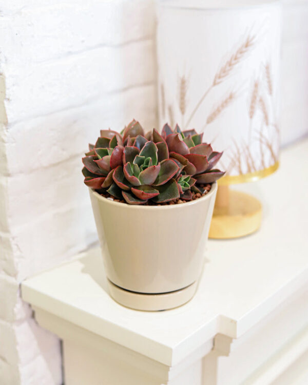 Pack of 3 Oatmeal Minimalist Ceramic Pots - Image 4