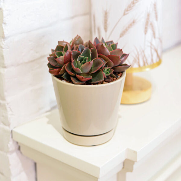 4 inch Oatmeal Minimalist Pot with Saucer - Image 5