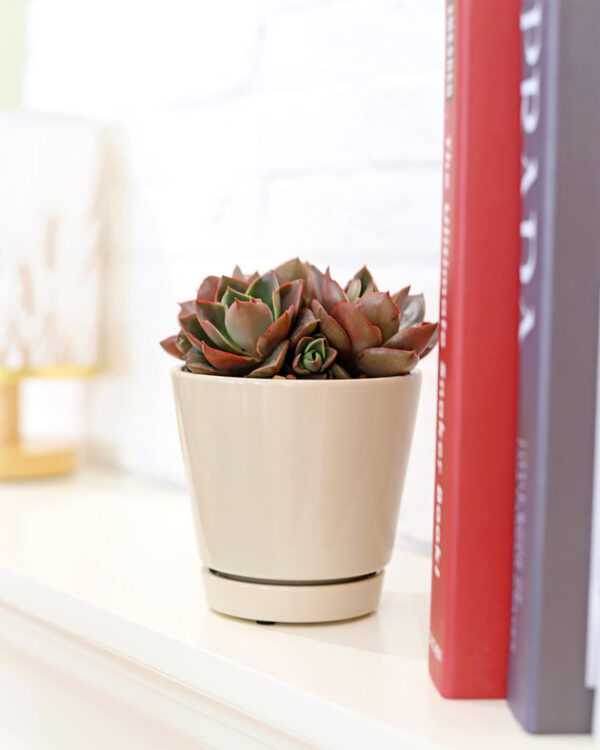 Pack of 3 Oatmeal Minimalist Ceramic Pots - Image 3