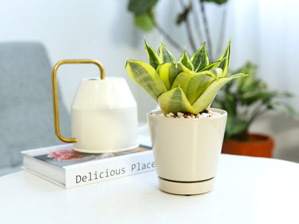 Pack of 3 Oatmeal Minimalist Ceramic Pots - Image 9