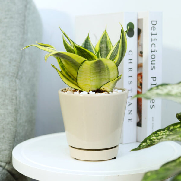 Pack of 3 Oatmeal Minimalist Ceramic Pots - Image 7