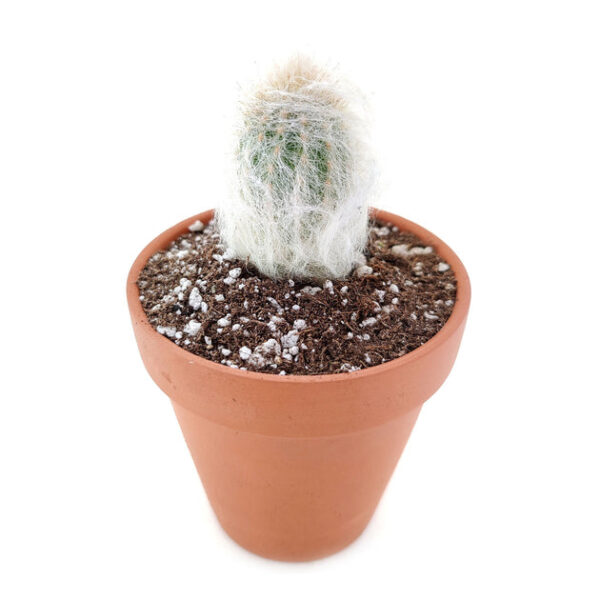 Peruvian Old Man Cactus - Image 3