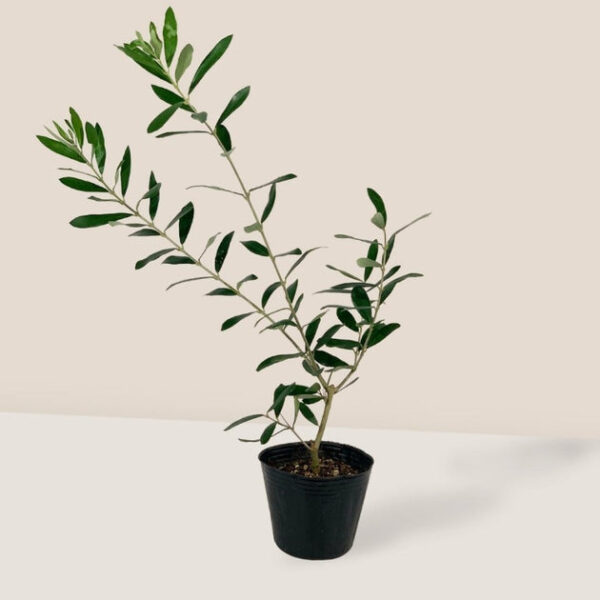 Olive Topiary Tree - Image 2