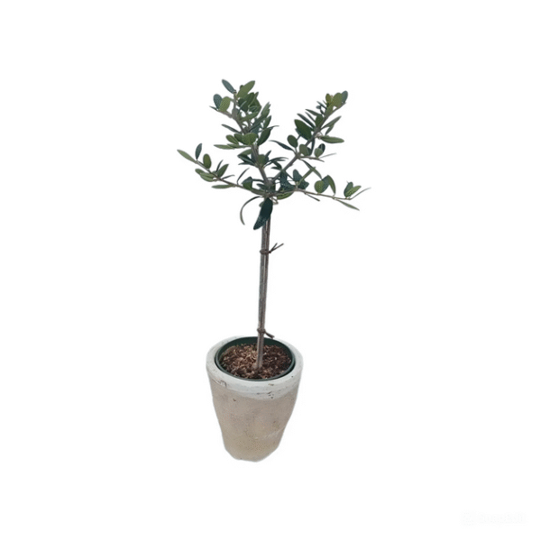 Olive Topiary Tree - Image 5