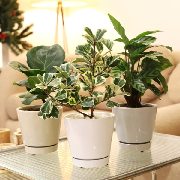 Pack of 3 Minimalist Ceramic Pots (White, Gray and Oatmeal) - Image 3