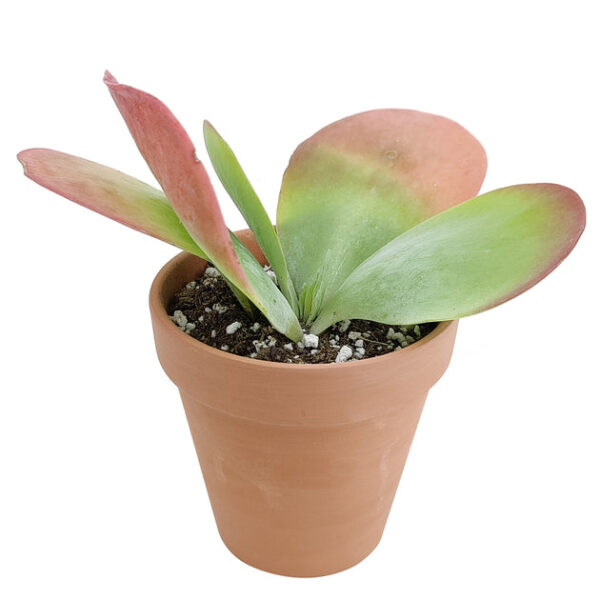 Kalanchoe Flapjacks Succulent - Image 9