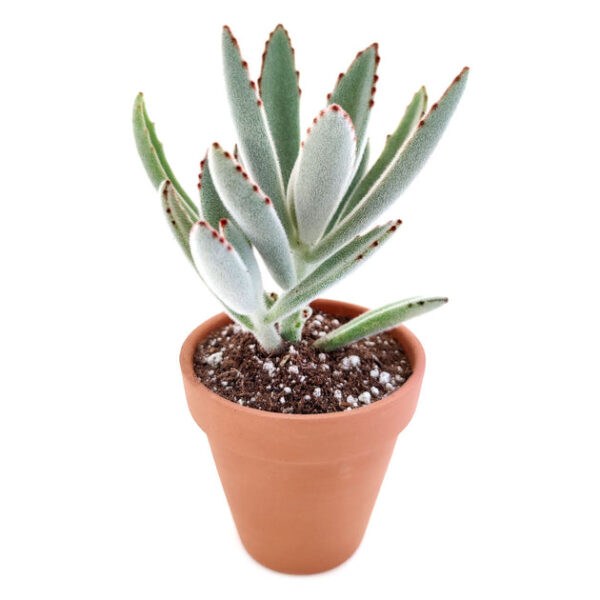 Panda Plant Kalanchoe - Image 3