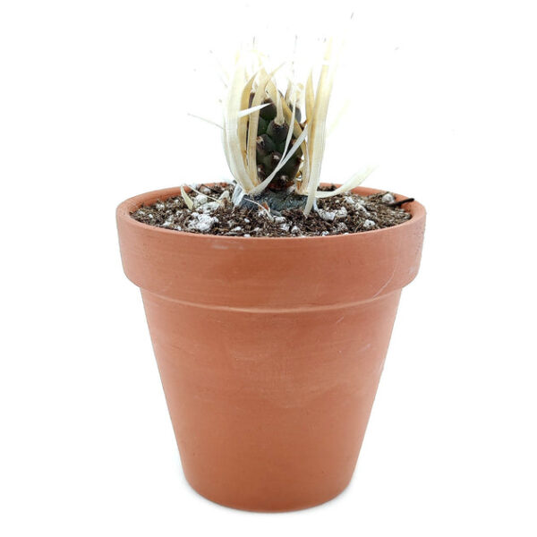 Paper Spine Cactus Tephrocactus - Image 5