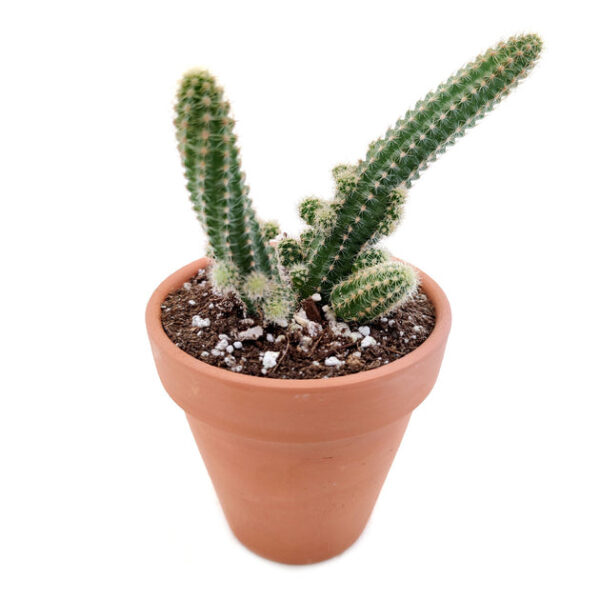 Peanut Cactus Echinopsis - Image 2