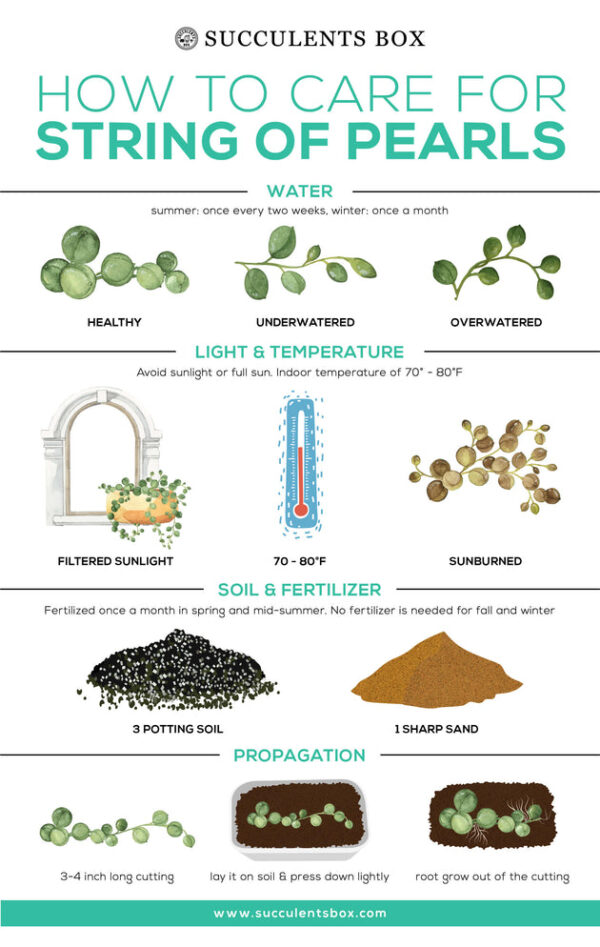 Variegated String Of Pearls - Image 9