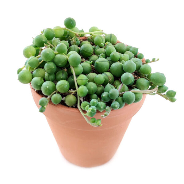 String Of Pearls Senecio Rowleyanus - Image 4
