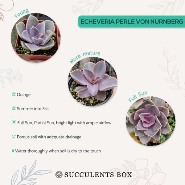 Echeveria Perle Von Nurnberg - Image 9