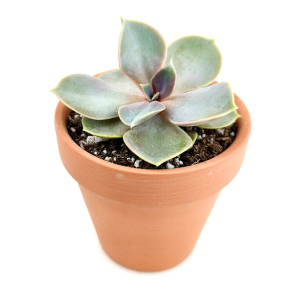 Echeveria Perle Von Nurnberg - Image 8