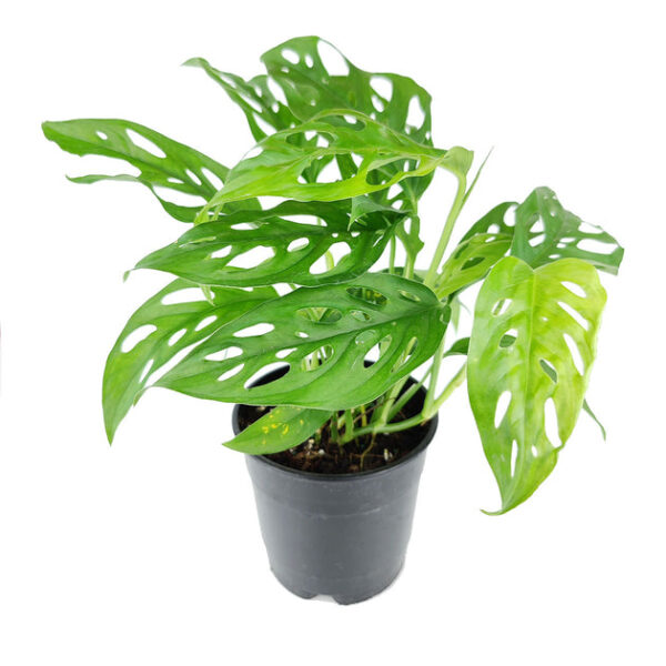 Monstera Adansonii 'Swiss Cheese' - Image 2