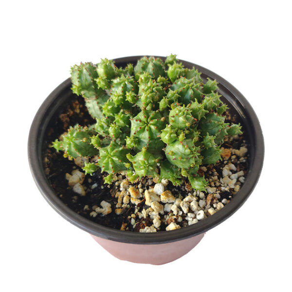Euphorbia Monstrose Cactus - Image 7