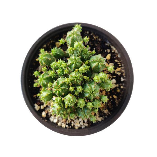 Euphorbia Monstrose Cactus - Image 6