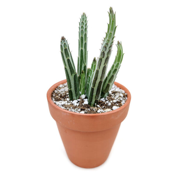 Pickle Plant Kleinia Stapeliiformis Cactus - Image 5