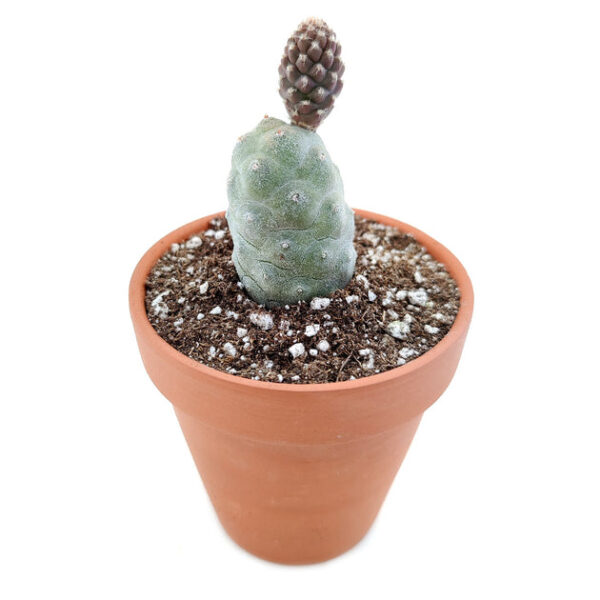 Pine Cone Cactus Tephrocactus - Image 3
