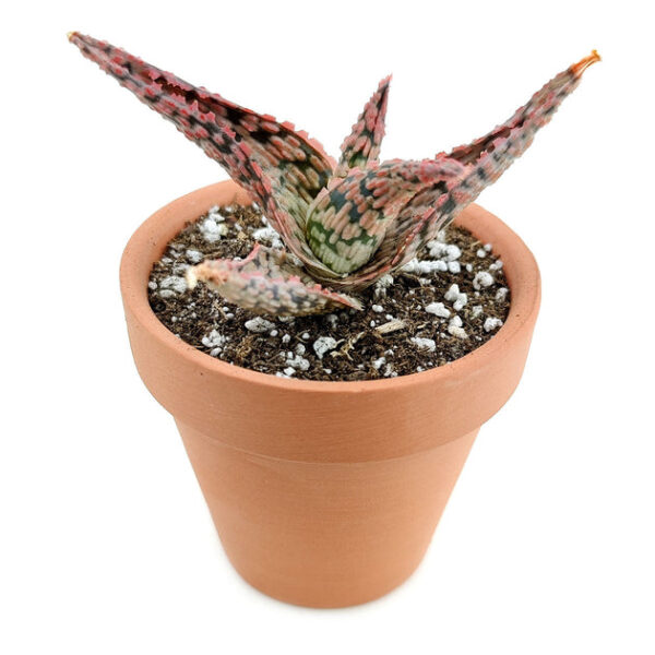 Pink Blush Aloe Succulent - Image 2