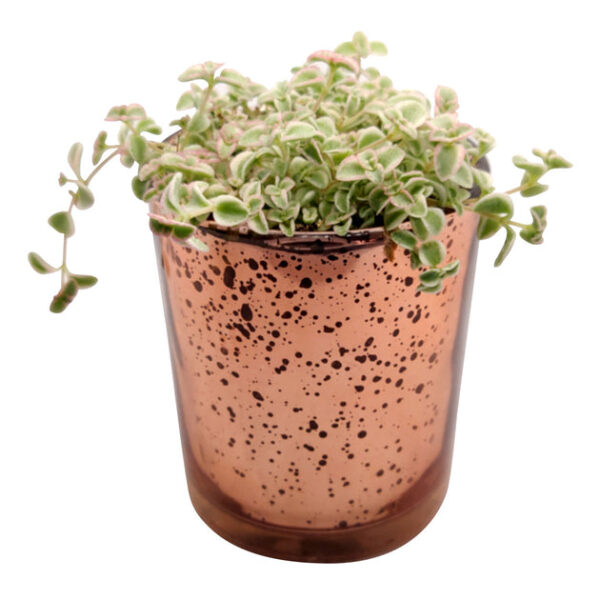 Pink Sparkly Pot - Image 2