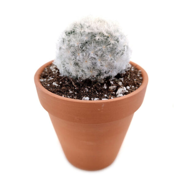 Mammillaria Plumosa 'Feather Cactus' - Image 3