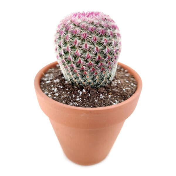 Rainbow Hedgehog Cactus - Image 7