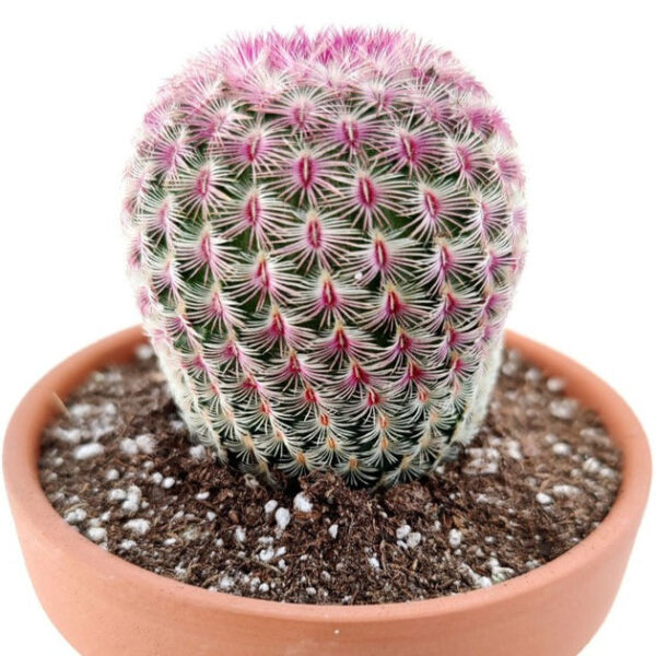 Rainbow Hedgehog Cactus - Image 5